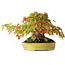 Acer buergerianum, 16,5 cm, ± 35 anni, con un nebari di 9 cm e radici larghe fino a 14 cm e in un vaso giapponese fatto a mano, fotografato nei colori autunnali (15 ottobre)