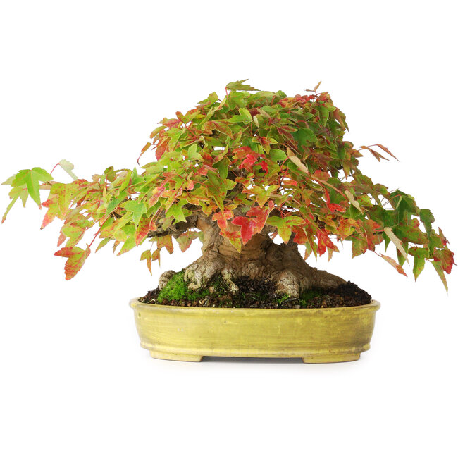 Acer buergerianum, 16,5 cm, ± 35 years old, with a nebari of 9 cm and roots until 14 cm wide and in a handmade Japanese pot, photographed in autumn colours (October 15)