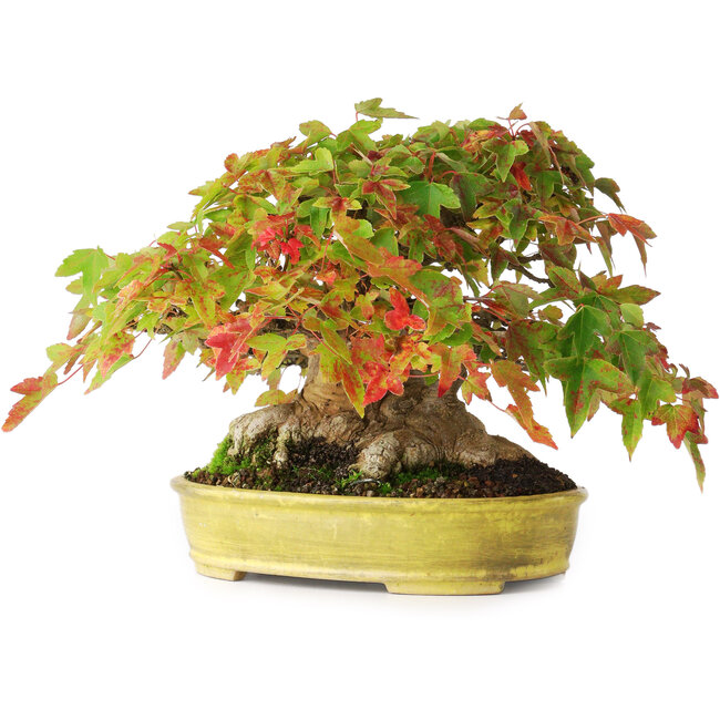 Acer buergerianum, 16,5 cm, ± 35 jaar oud, met een nebari van 9 cm en wortels tot 14 cm breed en in een handgemaakte Japanse pot, gefotografeerd in herfstkleuren (15 oktober)