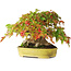 Acer buergerianum, 16,5 cm, ± 35 jaar oud, met een nebari van 9 cm en wortels tot 14 cm breed en in een handgemaakte Japanse pot, gefotografeerd in herfstkleuren (15 oktober)