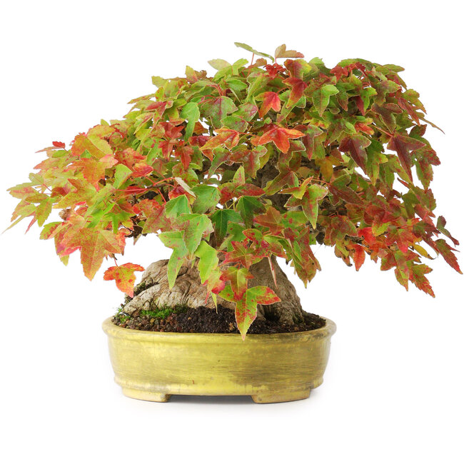 Acer buergerianum, 16,5 cm, ± 35 años, con un nebari de 9 cm y raíces de hasta 14 cm de ancho y en una maceta japonesa hecha a mano, fotografiado en colores otoñales (15 de octubre)