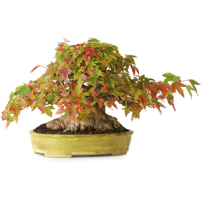 Acer buergerianum, 16,5 cm, ± 35 jaar oud, met een nebari van 9 cm en wortels tot 14 cm breed en in een handgemaakte Japanse pot, gefotografeerd in herfstkleuren (15 oktober)