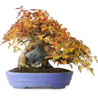 Hattori Acer buergerianum, 22,5 cm, ± 30 Jahre alt