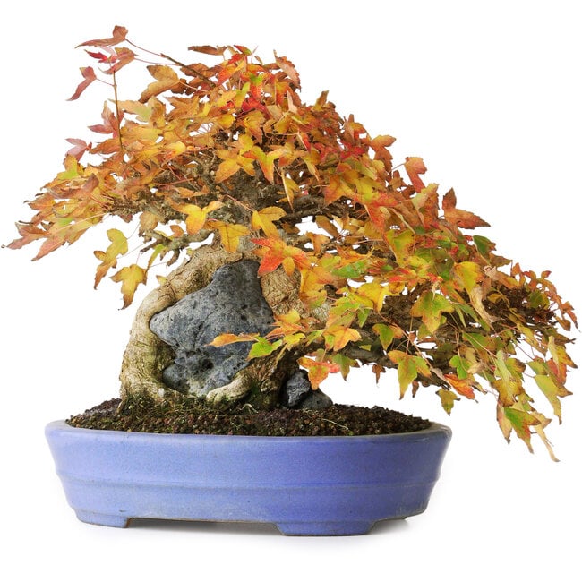Acer buergerianum, 22,5 cm, ± 30 jaar oud, in een handgemaakte Japanse pot van Hattori, gefotografeerd in herfstkleuren (15 oktober)