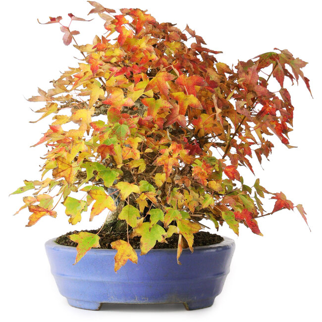 Acer buergerianum, 22,5 cm, ± 30 ans, dans un pot japonais fait main par Hattori, photographié aux couleurs d'automne (15 octobre)