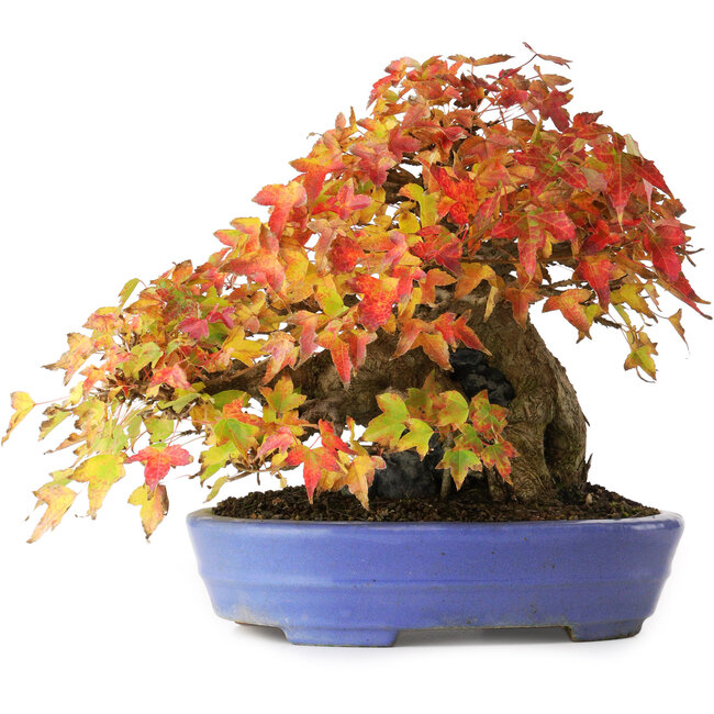 Acer buergerianum, 22,5 cm, ± 30 años, en una maceta japonesa hecha a mano por Hattori, fotografiado con colores otoñales (15 de octubre)