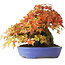Acer buergerianum, 22,5 cm, ± 30 ans, dans un pot japonais fait main par Hattori, photographié aux couleurs d'automne (15 octobre)