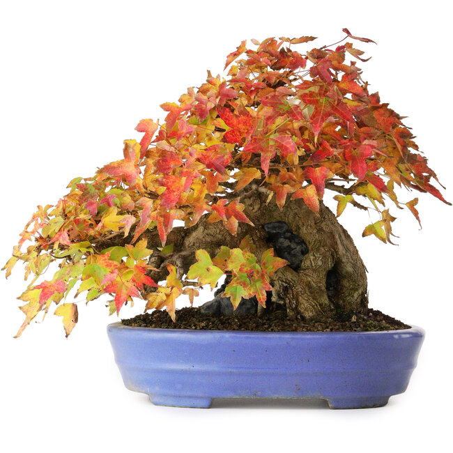 Acer buergerianum, 22,5 cm, ± 30 years old, in a handmade Japanese pot by Hattori, photographed in autumn colours (October 15)