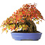 Acer buergerianum, 22,5 cm, ± 30 years old, in a handmade Japanese pot by Hattori, photographed in autumn colours (October 15)