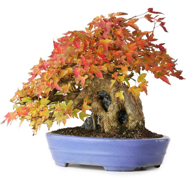 Acer buergerianum, 22,5 cm, ± 30 years old, in a handmade Japanese pot by Hattori, photographed in autumn colours (October 15)