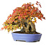 Acer buergerianum, 22,5 cm, ± 30 years old, in a handmade Japanese pot by Hattori, photographed in autumn colours (October 15)