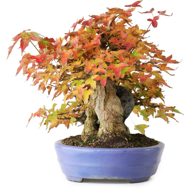 Acer buergerianum, 22,5 cm, ± 30 Jahre alt, in einem handgefertigten japanischen Topf von Hattori, fotografiert in Herbstfarben (15. Oktober)
