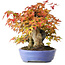 Acer buergerianum, 22,5 cm, ± 30 years old, in a handmade Japanese pot by Hattori, photographed in autumn colours (October 15)