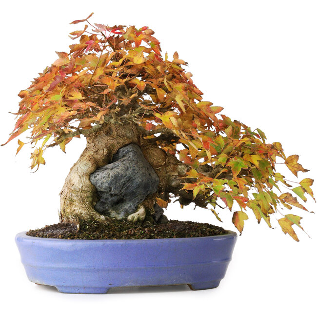 Acer buergerianum, 22,5 cm, ± 30 ans, dans un pot japonais fait main par Hattori, photographié aux couleurs d'automne (15 octobre)