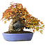 Acer buergerianum, 22,5 cm, ± 30 years old, in a handmade Japanese pot by Hattori, photographed in autumn colours (October 15)