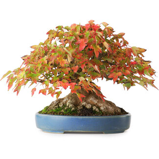 Acer buergerianum, 18 cm, ± 35 años