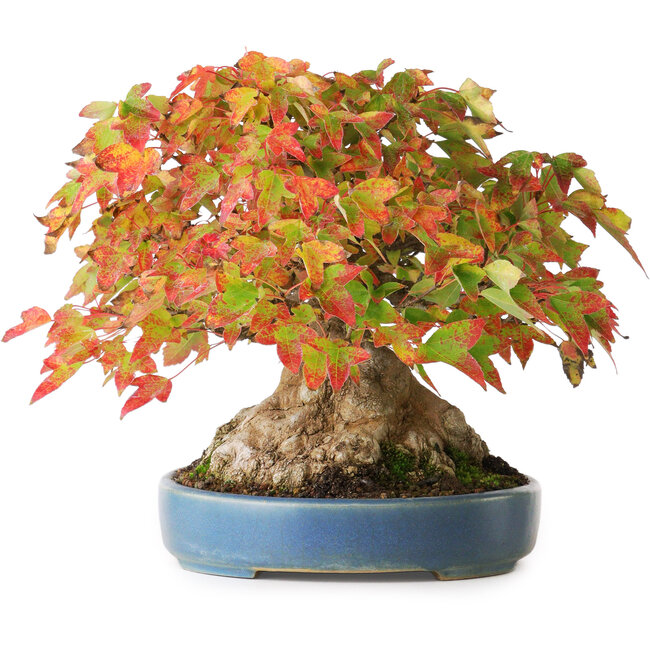 Acer buergerianum, 18 cm, ± 35 años, con un nebari de 14,3 cm, fotografiado con colores otoñales (15 de octubre)