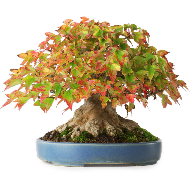 Acer buergerianum, 18 cm, ± 35 years old, with a nebari of 14,3 cm, photographed in autumn colours (October 15)