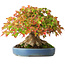 Acer buergerianum, 18 cm, ± 35 ans, avec un nebari de 14,3 cm, photographié aux couleurs d'automne (15 octobre)
