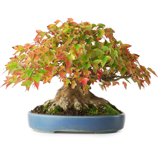 Acer buergerianum, 18 cm, ± 35 Jahre alt, mit einem Wurzelhals von 14,3 cm, fotografiert in Herbstfarben (15. Oktober)