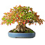 Acer buergerianum, 18 cm, ± 35 ans, avec un nebari de 14,3 cm, photographié aux couleurs d'automne (15 octobre)