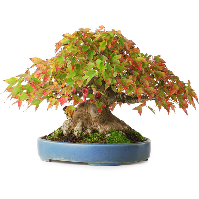 Acer buergerianum, 18 cm, ± 35 Jahre alt, mit einem Wurzelhals von 14,3 cm, fotografiert in Herbstfarben (15. Oktober)