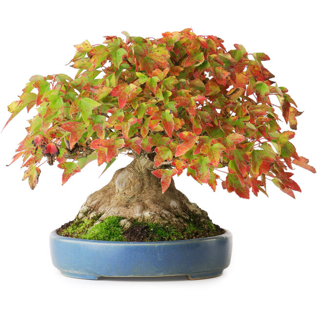 Acer buergerianum, 18 cm, ± 35 years old, with a nebari of 14,3 cm, photographed in autumn colours (October 15)