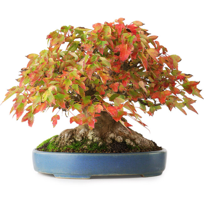 Acer buergerianum, 18 cm, ± 35 anni, con un nebari di 14,3 cm, fotografato nei colori autunnali (15 ottobre)