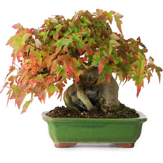 Acer buergerianum, 15,5 cm, ± 25 años