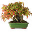 Acer buergerianum, 15,5 cm, ± 25 años, fotografiado con colores otoñales (15 de octubre)