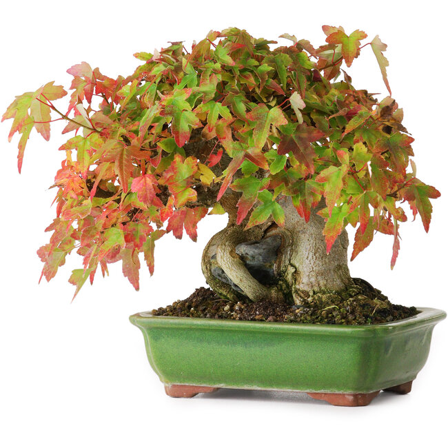 Acer buergerianum, 15,5 cm, ± 25 Jahre alt, fotografiert in Herbstfarben (15. Oktober)