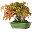Acer buergerianum, 15,5 cm, ± 25 years old, photographed in autumn colours (October 15)