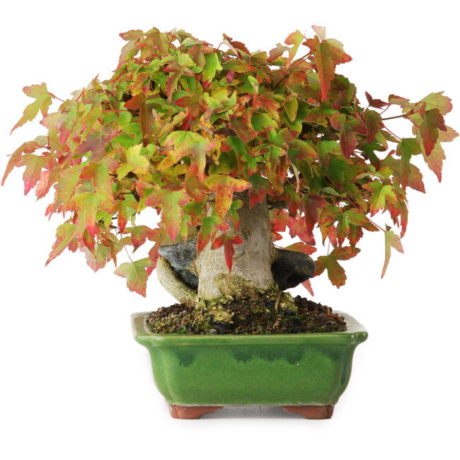 Acer buergerianum, 15,5 cm, ± 25 Jahre alt, fotografiert in Herbstfarben (15. Oktober)