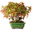 Acer buergerianum, 15,5 cm, ± 25 jaar oud, gefotografeerd in herfstkleuren (15 oktober)