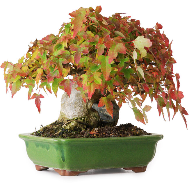 Acer buergerianum, 15,5 cm, ± 25 jaar oud, gefotografeerd in herfstkleuren (15 oktober)