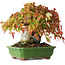 Acer buergerianum, 15,5 cm, ± 25 Jahre alt, fotografiert in Herbstfarben (15. Oktober)