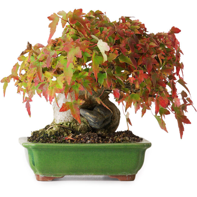 Acer buergerianum, 15,5 cm, ± 25 ans, photographié aux couleurs d'automne (15 octobre)