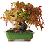 Acer buergerianum, 15,5 cm, ± 25 años, fotografiado con colores otoñales (15 de octubre)