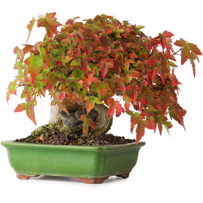 Acer buergerianum, 15,5 cm, ± 25 jaar oud, gefotografeerd in herfstkleuren (15 oktober)