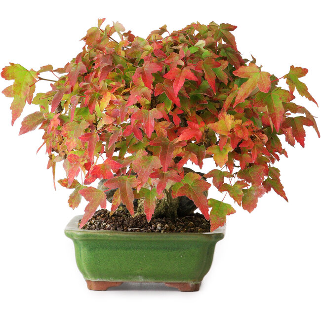 Acer buergerianum, 15,5 cm, ± 25 jaar oud, gefotografeerd in herfstkleuren (15 oktober)