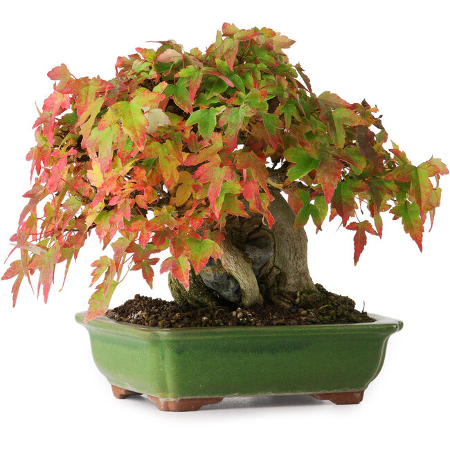 Acer buergerianum, 15,5 cm, ± 25 years old, photographed in autumn colours (October 15)