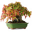 Acer buergerianum, 15,5 cm, ± 25 años, fotografiado con colores otoñales (15 de octubre)