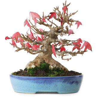 Acer buergerianum, 17,5 cm, ± 25 Jahre alt