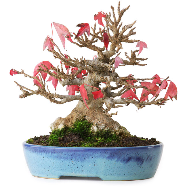 Acer buergerianum, 17,5 cm, ± 25 años, fotografiado con colores otoñales (15 de octubre)