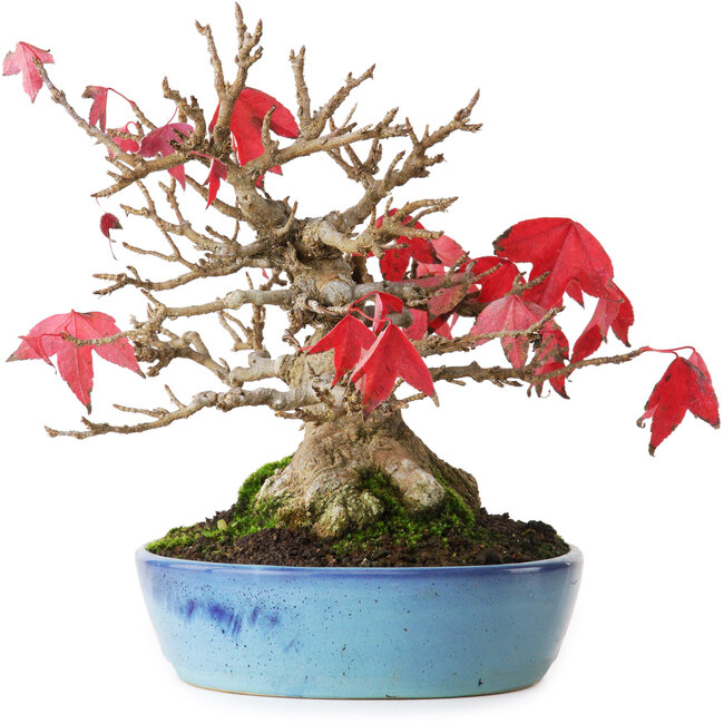 Acer buergerianum, 17,5 cm, ± 25 anni, fotografato nei colori autunnali (15 ottobre)