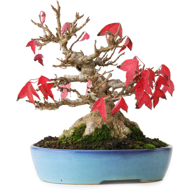 Acer buergerianum, 17,5 cm, ± 25 jaar oud, gefotografeerd in herfstkleuren (15 oktober)