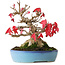 Acer buergerianum, 17,5 cm, ± 25 ans, photographié aux couleurs d'automne (15 octobre)