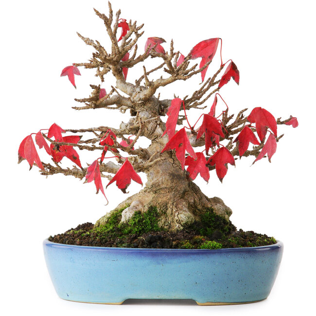 Acer buergerianum, 17,5 cm, ± 25 jaar oud, gefotografeerd in herfstkleuren (15 oktober)