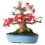 Acer buergerianum, 17,5 cm, ± 25 anni, fotografato nei colori autunnali (15 ottobre)