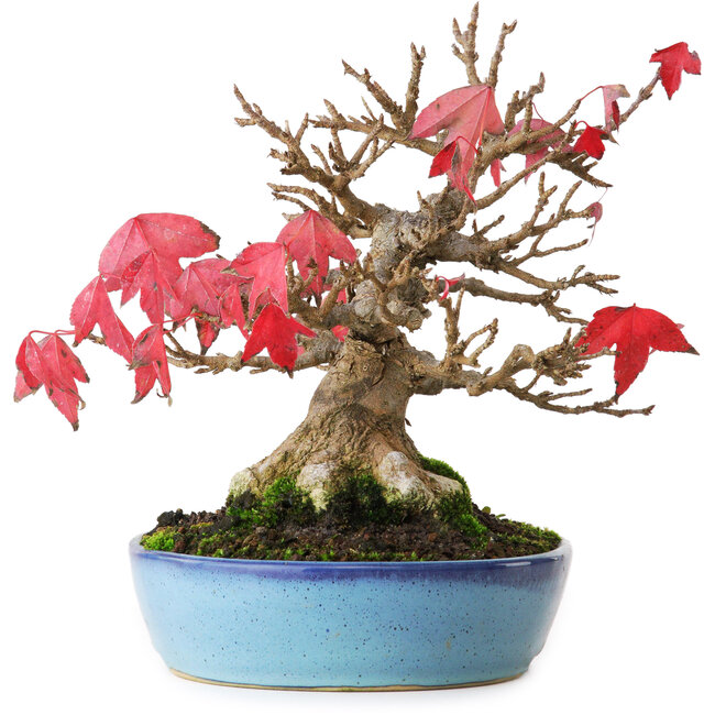 Acer buergerianum, 17,5 cm, ± 25 ans, photographié aux couleurs d'automne (15 octobre)